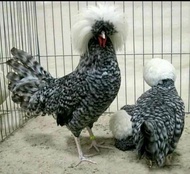 TELUR AYAM HIAS POLAND UNTUK DI TETASKAN