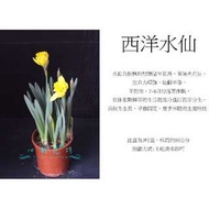 心栽花坊-西洋水仙/球根植物/開花植物/小品/售價200特價150