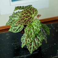 Begonia Dracopelta [ RARE Plant ]