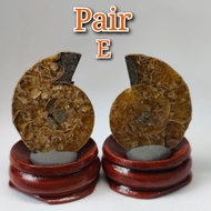Ammonite fossil/natural crystal/ammonite fossil with stand
