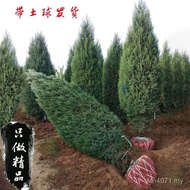 Tabai Qingming Shu Cypress Cypress Cypress Cemetery Pine Sweeping Cemetery Pine Greening Engineering