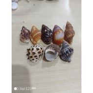 8 pcs unique shells with 1 cm hole hermit crabs