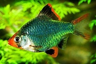 Green tiger barb fish / Live Fish / Aquarium / Aquascape / ikan hidup / 青虎皮鱼