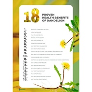 ELIF TEA Dandelion Tea  Teh Dandelion Anemia Detox Liver Pembersih Darah Kotor  Pure Herbal Tea Seri