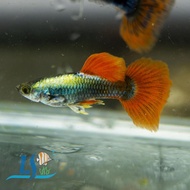 Ikan Guppy Dumbo Ear Guppy 1 Pair Set by LS Aquatic