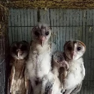 Burung Hantu Tyto Alba/Barn Owl Anakan Brancher Promo Terbatas