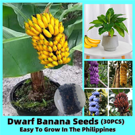 *ขายเมล็ดพันธุ์/ประเทศไทยพร้อมสต็อก* ปลูกง่าย 30 เมล็ด เมล็ดกล้วยแคระ Dwarf Banana Seeds กล้วยแคระ เมล็ดพันธุ์ Tropical Fruit Seeds Fruits Plants กล้วยหอมแคระ ต้นไม้แคระ ต้นไม้มงคล เมล็ดบอนสี เมล็ดกล้วยด่าง ต้นกล้วยเเคระ ​ต้นไม้ฟอกอากาศ พันธุ์ไม้ผล