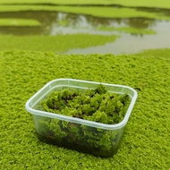 Azolla Super Seeds | Natural Feed for Poultry, Fish, Chicken, Ducks & Quality Organic Fertilizer