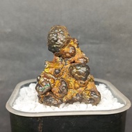 Colorful Beads Leklai 彩色珠粒力泥 Leklai Goethite 100% Natural Leklai