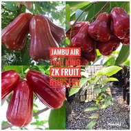 Anak pokok jambu air thai