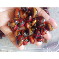 10pcs nerite snail assorted color best algae eater for aquarium