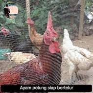 Ayam pelung indukan siap bertelur