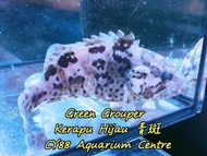 5inch+- Green Grouper