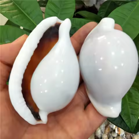 Natural conch and shell Fish tank weddingdiy Creative home decoration White Rabbit snail Sea rabbit 