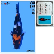 Showa Import Farm ISA Jepang Ikan Koi Showa bersertifikat Import