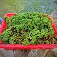 Azolla Microphylla 1kg Tumbuhan Air Makanan Ikan Tinggi Protein (Azola) microfila Mosquito Fern