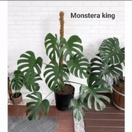 bonggol monstera king deliciosa // monstera king