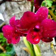 Anggrek Dendrobium Princess Diana - Bunga hias anggrek-bunga anggrek