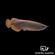 BRBN Banjar Red Arowana - Arowana Fish - Ikan Kelisa - Aquarium Freshwater Fish / Ikan Air Tawar