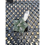 Augustfame - Astrophytum Mriostagma CV KIKKO A1 龟甲鸾凤玉 cactus succulent