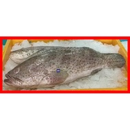 Large Grouper Garoupa Fish 石斑 1.7-2.0 kg