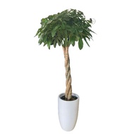 Plaited Pachira aquatica, Tweeted Money Tree, Fortune Tree, 发财树 in tall white ceramic pot (around 1.