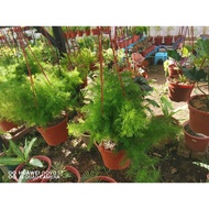 pokok syaqaqul / wild asparagus fern