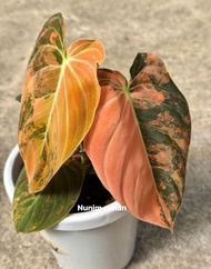 Bonggol philodendron melano varigata