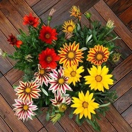 African Daisy Gazania勋章菊花种子 Benih Bunga Flower Garden Plant Seed 10Pcs