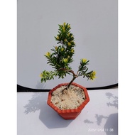 Gold Diamond Podocarpus Bonsai plant造型黄金钻罗汉松