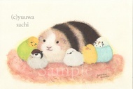 A4 我們永遠在一起 天竺鼠 虎皮鸚鵡 長尾小鸚鵡雀小鳥 日本山雀 野鳥 麻雀