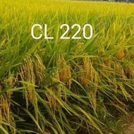 Bibit Padi Unggul benih padi CL220