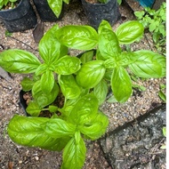 Sweet Basil plant / Pokok Selasih Manis