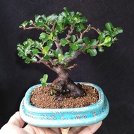 日本紅花一號長壽梅  老樁 小盆景❇️  連盆  Plant Bonsai 植物  盆栽 年花 小樹 花草 實拍 禮物 gift  "Chaenomeles Japonica"