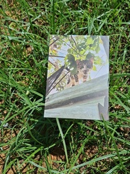 屋頂上的貓咪 Cat Postcard 貓攝影明信片 小老虎 白襪虎斑貓老大