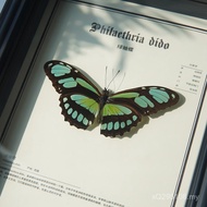 Ornaments Green Armrest Specimens Real Butterfly Birthday Gifts Animal Decoration Paintings Finished