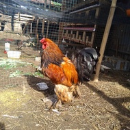 ayam brahma jantan dewasa