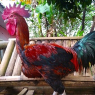 Telur ayam pelung ayam pelung jumbo untuk di tetaskan