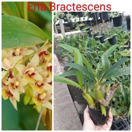 Eria bractescens. orkid species. hutan