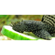 Pleco L144 brasmout mini