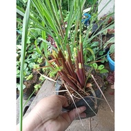 ♞Available live Citronella grass ship out with out leaves