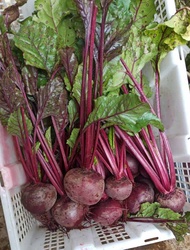 Buah Bit Root Fresh 1kg bisa cod