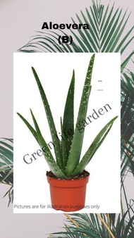 [Tropical Mount ] ALOEVERA/LIDAH BUAYA (Real live plant)
