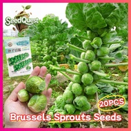 20pcs Fresh Brussel Sprouts Seeds for Planting Vegetables Plants High Yield Organic Brussels Sprouts