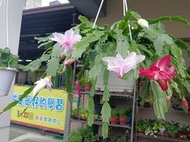★╮芳草園★╮－「三色螃蟹蘭」6吋吊盆栽