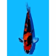 Showa Isa Koi Farm 34Cm Ikan Koi Import Jepang Abqorystore