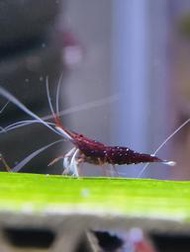 星點蘇蝦坊 白襪 蘇蝦 米蝦