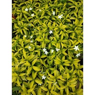 Pokok Bunga Thai Jasmine, Pokok Bunga Jasmin Siam, White Flower, Arctic Snow Jasmine, Wrightia,/Real