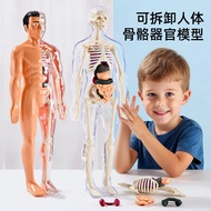 Jualan Panas [Harga Borong] Pemasangan Boleh Tanggal Struktur Model Badan Manusia Rangka 3D Mainan K
