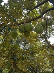 正宗馬來西亞貓山王